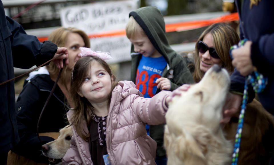 Therapy dogs