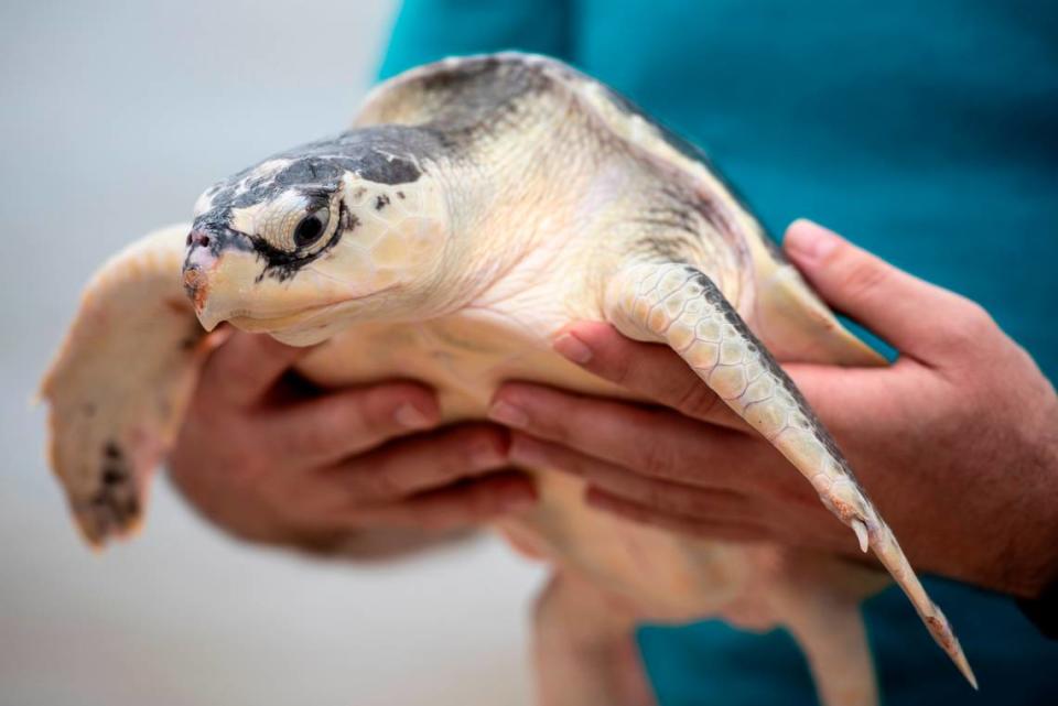 A Kemp’s Ridley sea turtle before it is released into the Mississippi Sound in Biloxi on Thursday, April 18, 2024.