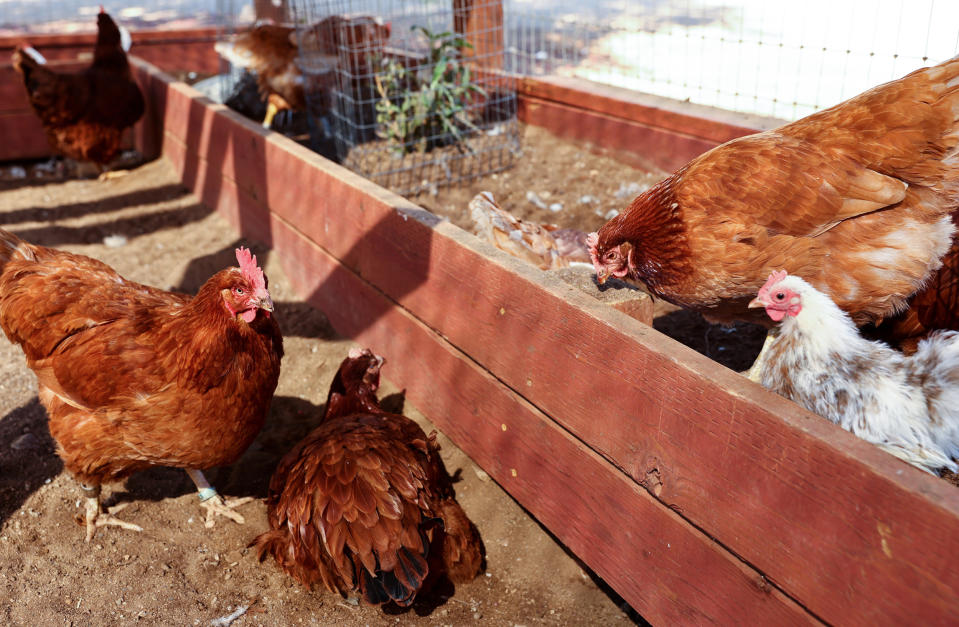 Rescued chickens gather in an aviary at Farm Sanctuary’s Southern California Sanctuary (Mario Tama / Getty Images file)