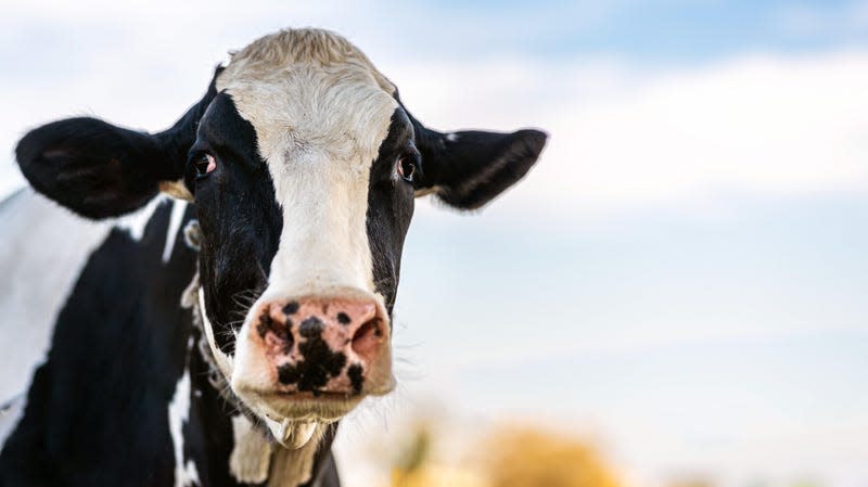 A dairy cow. - Photo: Alberto Menendez Cervero (Shutterstock)