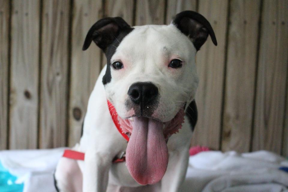 <p>Bones is an energetic, quirky little dog looking for a home with older kids.</p> <p>Bones is available for adoption through the&nbsp;<a href="https://www.facebook.com/SPCATampaBay?fref=ts">SPCA Tampa Bay</a>.</p>