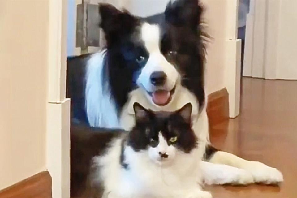 Border Collie and Cat Are Best Friends