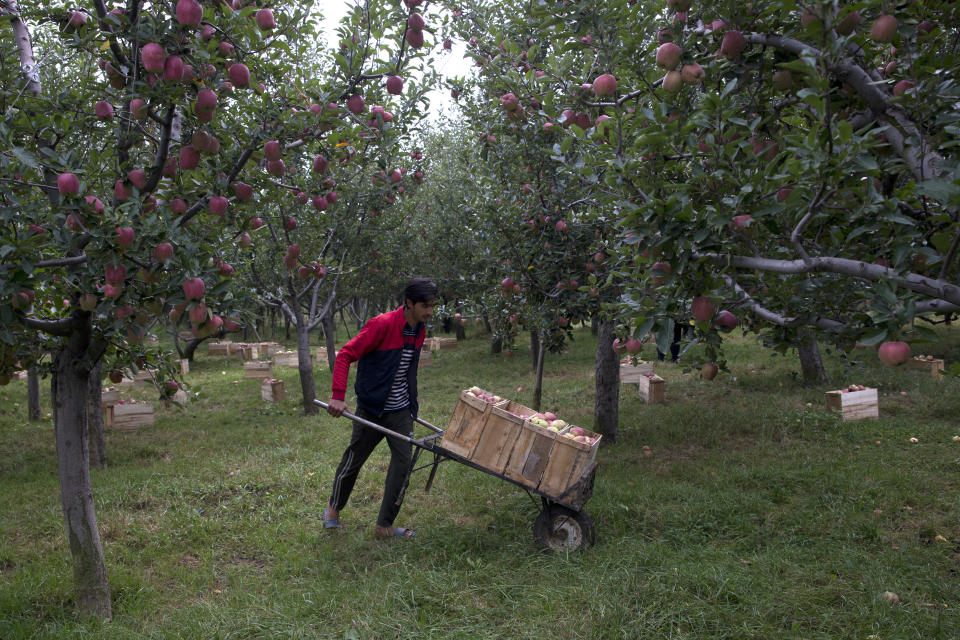 In this Sunday, Oct. 6, 2019 photo, a Kashmiri farmer Imtiyaz Ahmad transports apples on a wheelbarrow inside his orchard in Wuyan, south of Srinagar Indian controlled Kashmir. The apple trade, worth $1.6 billion in exports in 2017, accounts for nearly a fifth of Kashmir’s economy and provides livelihoods for 3.3 million. This year, less than 10% of the harvested apples had left the region by Oct. 6. Losses are mounting as insurgent groups pressure pickers, traders and drivers to shun the industry to protest an Indian government crackdown. (AP Photo/Dar Yasin)