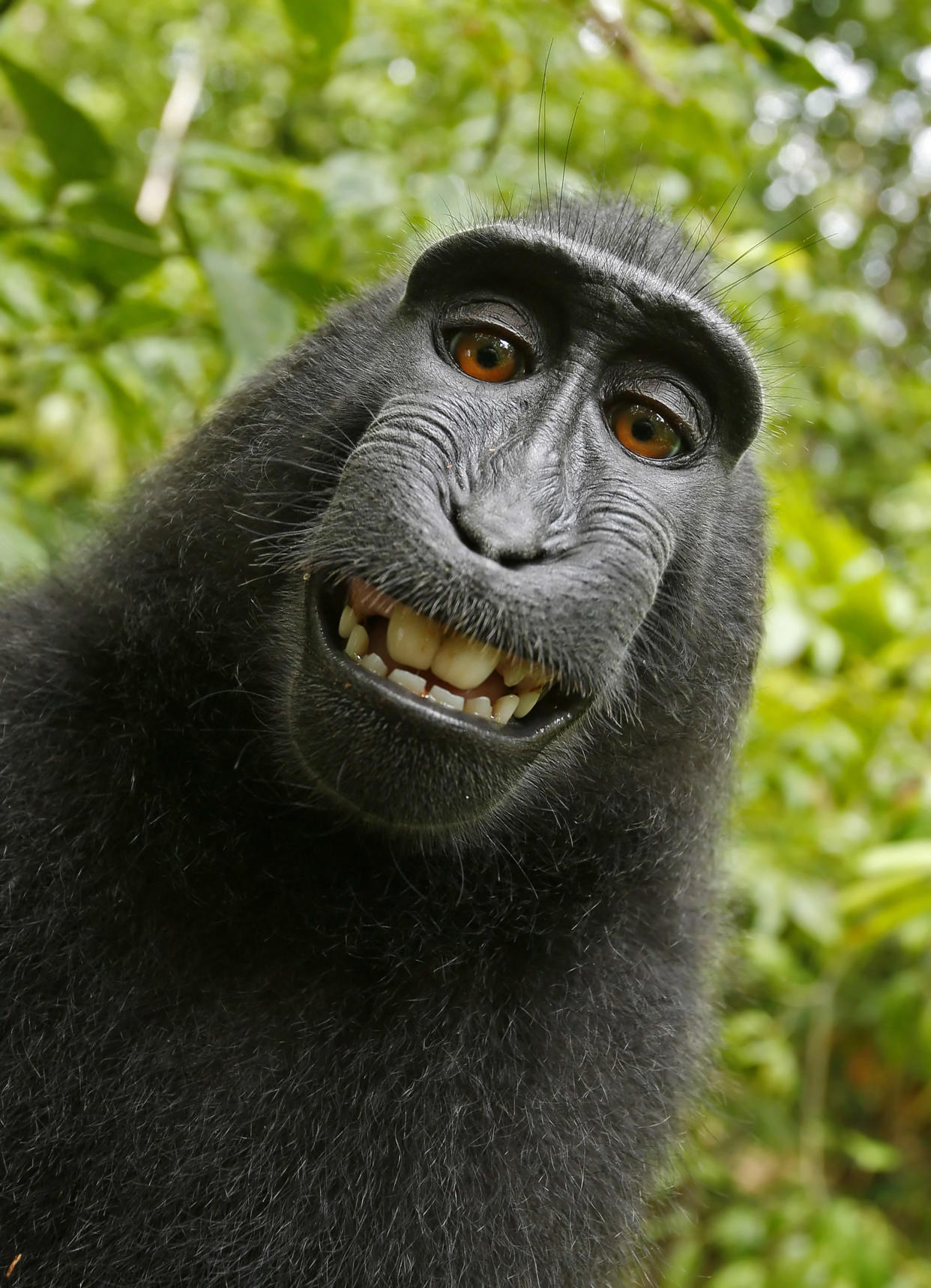 This 2011 photo provided by People for the Ethical Treatment of Animals (PETA) shows a selfie taken by a macaque monkey on the Indonesian island of Sulawesi with a camera that was positioned by British nature photographer David Slater. The photo is part of a court exhibit in a lawsuit filed by PETA in San Francisco on Tuesday, Sept. 22, 2015, which says that the monkey, and not Slater, should be declared the copyright owner of the photos. Slater has argued that, as the ï¿½intellect behind the photos,ï¿½ he is the copyright owner since he set up the camera so that such a photo could be produced if a monkey approached it a pressed the button. (David Slater/Court exhibit provided by PETA via AP)