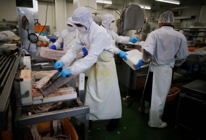 Employees of Misaki Megumi Suisan Co. process frozen tuna for shipping in Miura, Japan