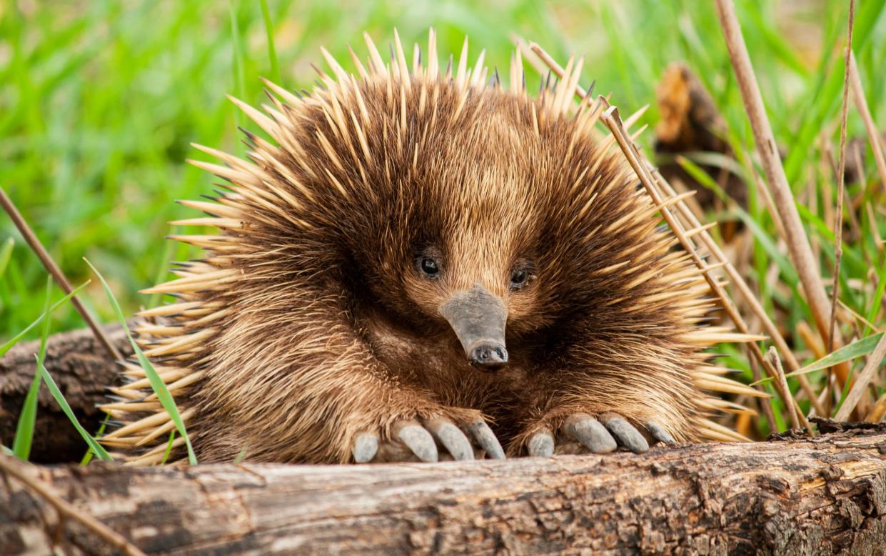 An echidna