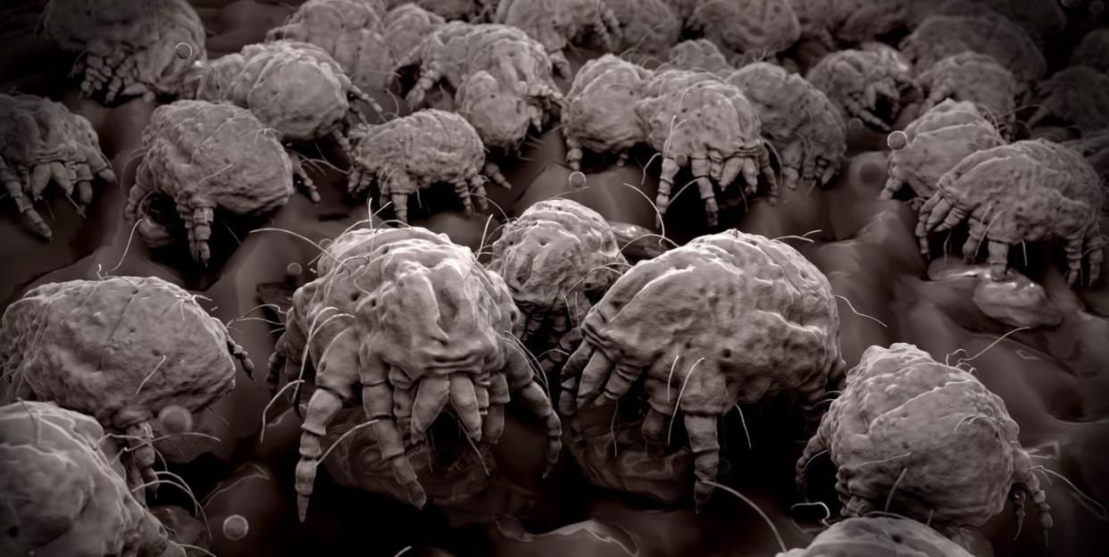 dust mites, illustration