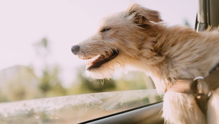 Florida Bill Aims to Ban Dogs From Sticking Heads Out Car Windows