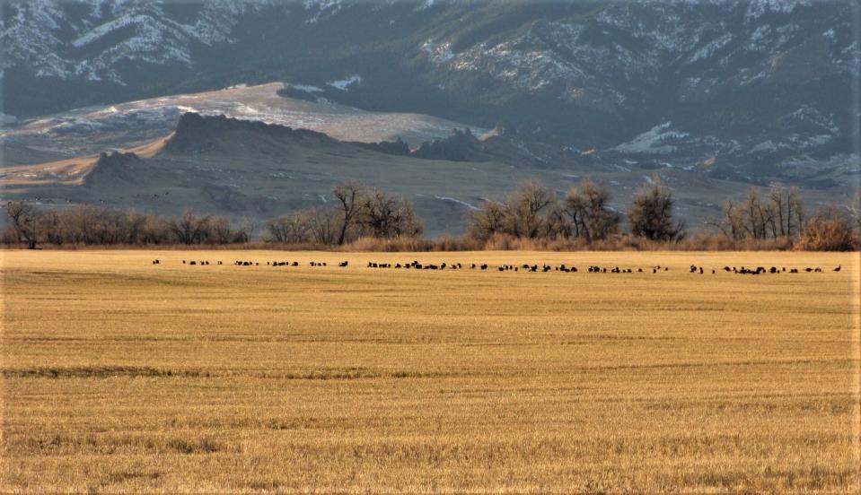A flock of close to 100 wild Merriam's turkeys feed on waste grain in a field just outside of Cascade, Montana