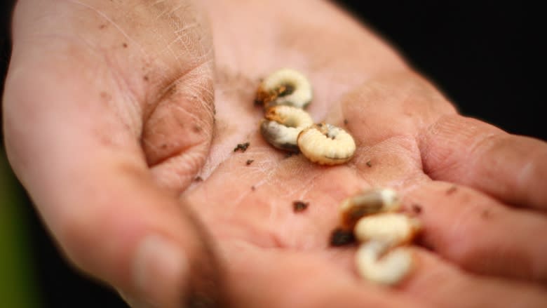 Voracious grub and its predators destroy Fredericton lawns and sports fields