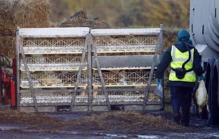 Department For Environment Food and Rural Affairs (DEFRA) officials move ducks during a cull at a duck farm in Nafferton, northern England November 18, 2014.REUTERS/Darren Staples