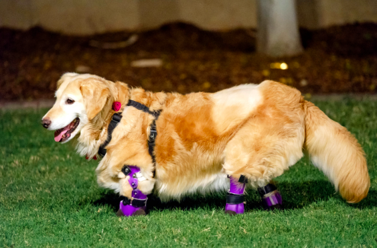 New paws: The dog was given prosthetic paws so she could move around again (Caters)