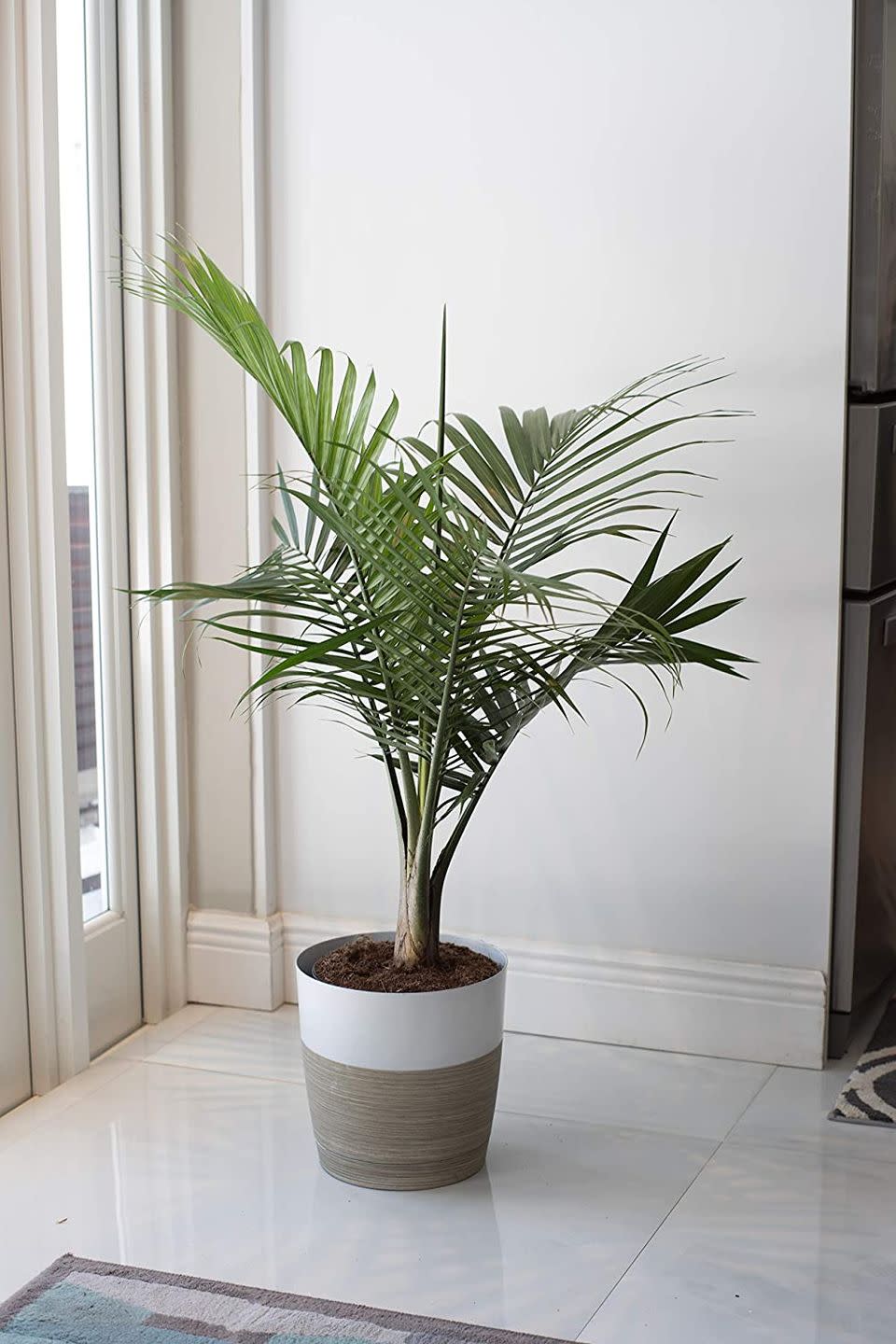 indoor trees, majesty palm potted indoors on the floor