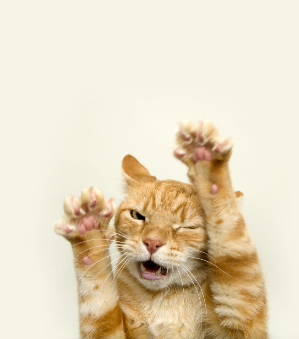 A playful orange tabby cat is featured, raising its paws and winking with its mouth open, appearing to be in mid-meow or playful gesture