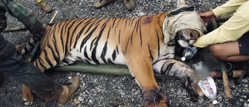 A snared tiger found by an anti-poaching unit. (PHOTO: WWF Malaysia)
