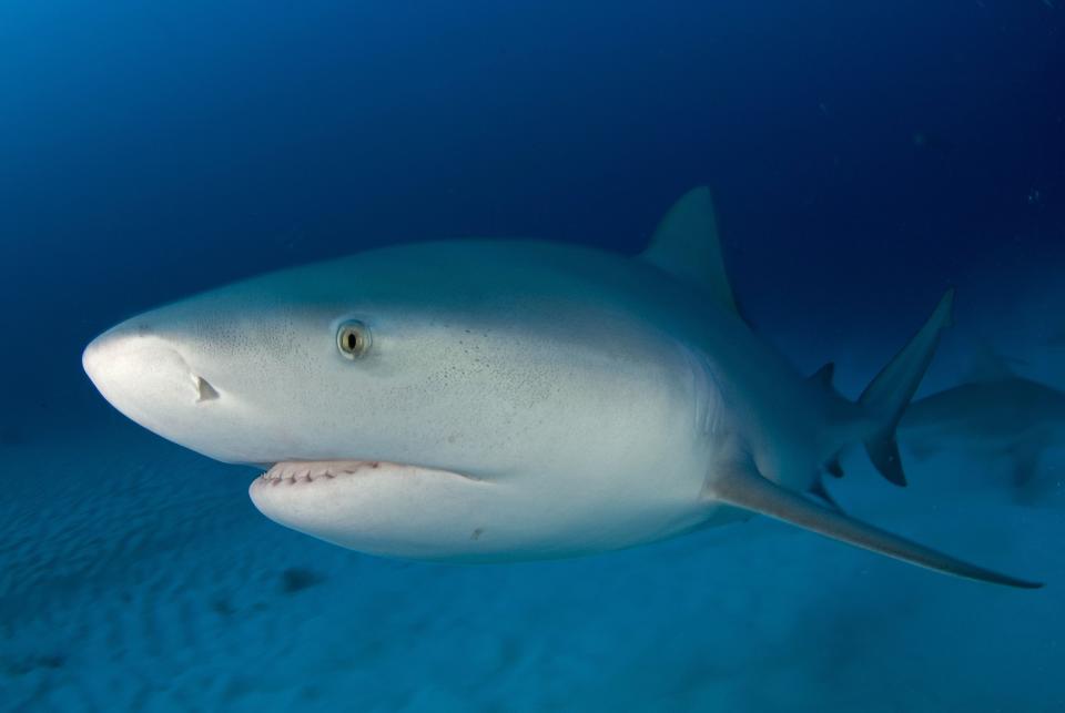 A bull shark was blamed for an April 2007 attack on a man in Collier County.