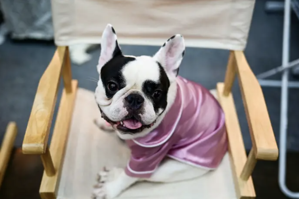 a bulldog in a metallic pink shirt sitting in a director's chair