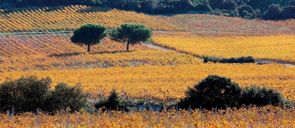 Vignes de Tavel.
