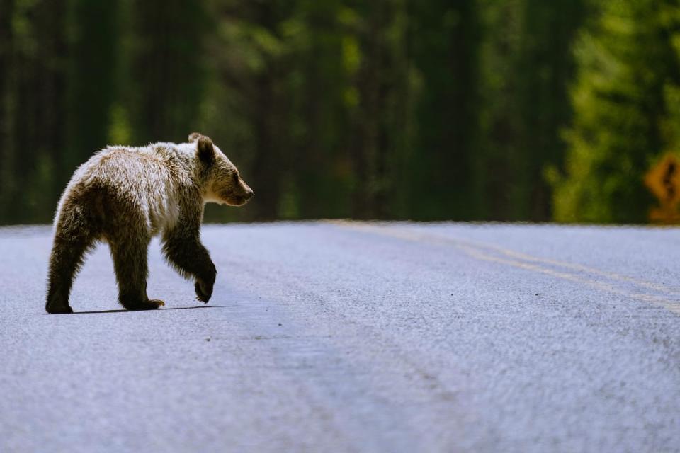 A Grizzly bear and cubs were spotted alongside Highway 40 in Peter Lougheed Provincial Park on June 15, 2021, the day the road to Highwood Pass reopened for the summer.