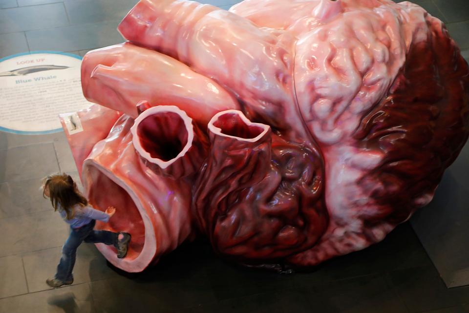 A young girl emerges from one of the arteries of a 1:1 scale fiberglass replica of a blue whale heart at the New Bedford Whaling Museum.