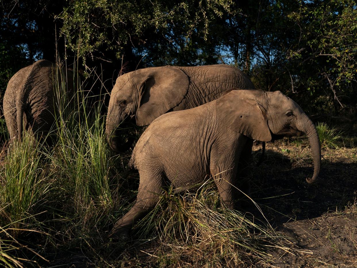 Molelo, Panda and Tuli eat and play in the grasses in the elephant orphanage at Elephants Without Borders in Kasane, Botswana: Carolyn Van Houten