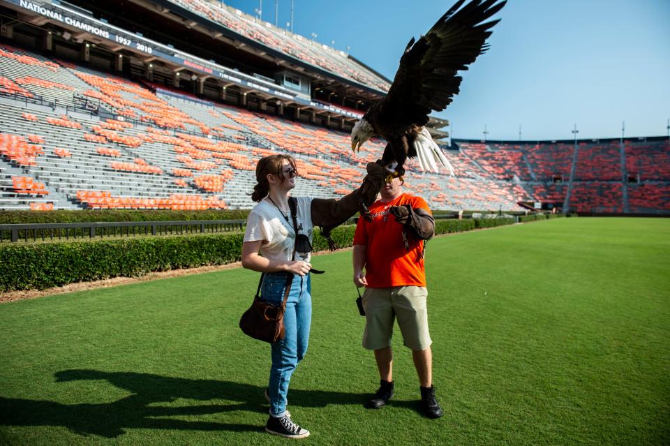 Auburn's bald eagle, Spirit, perches on her handler during the War Eagle flight practice at Jordan-Hare Stadium in Auburn, Ala., on Wednesday, Aug. 26, 2021. 