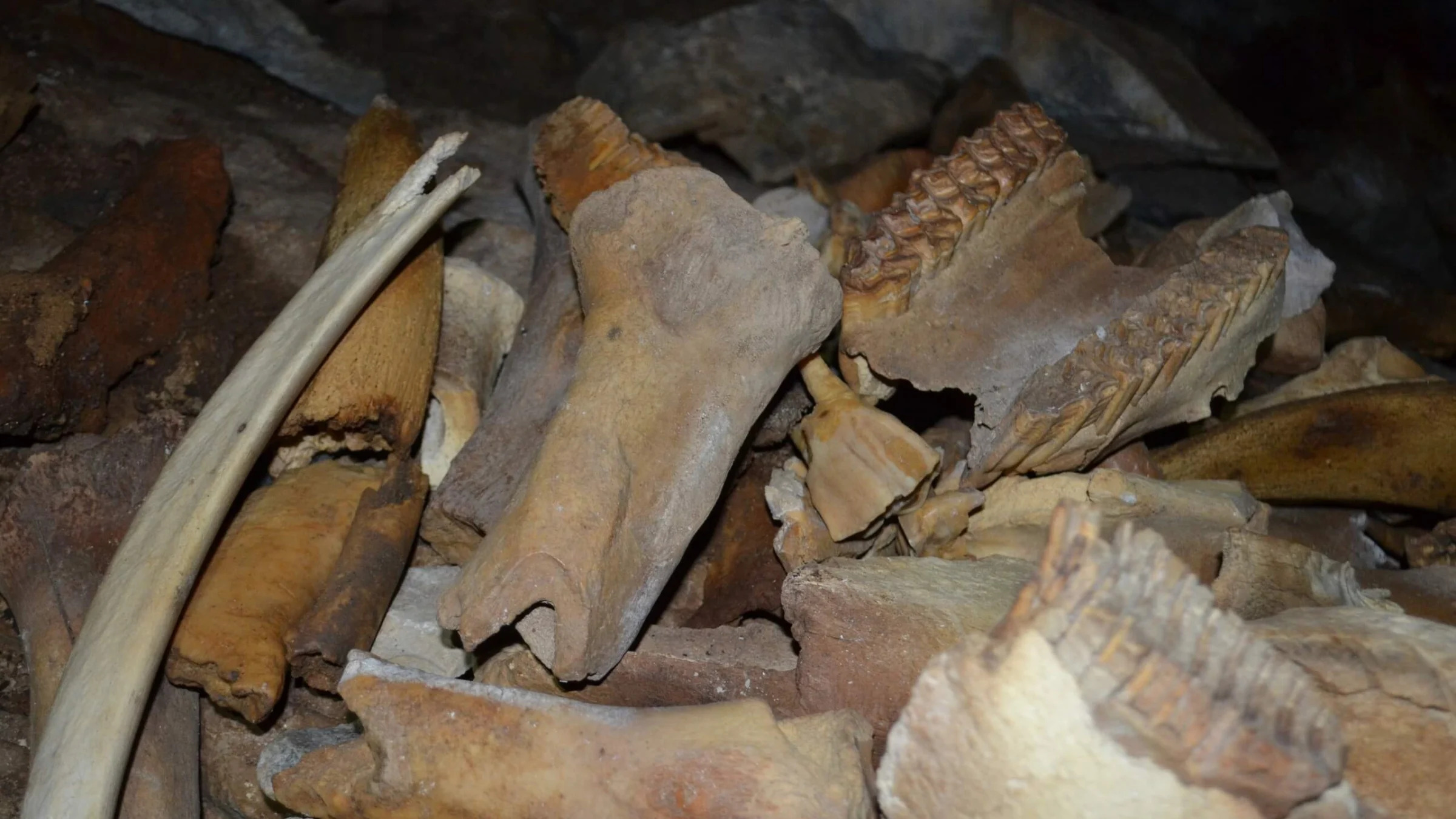  bones and teeth strewn inside a cave 