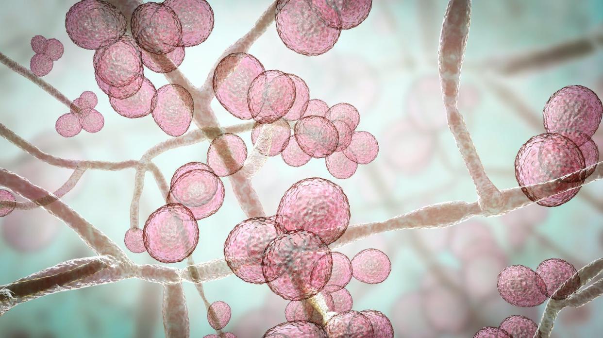 La levadura _Candida auris_ es un patógeno emergente capaz de causar infecciones graves potencialmente mortales. <a href="https://www.shutterstock.com/es/image-illustration/candida-auris-fungi-emerging-multidrug-resistant-1501714097" rel="nofollow noopener" target="_blank" data-ylk="slk:Kateryna Kon / Shutterstock;elm:context_link;itc:0;sec:content-canvas" class="link "> Kateryna Kon / Shutterstock</a>