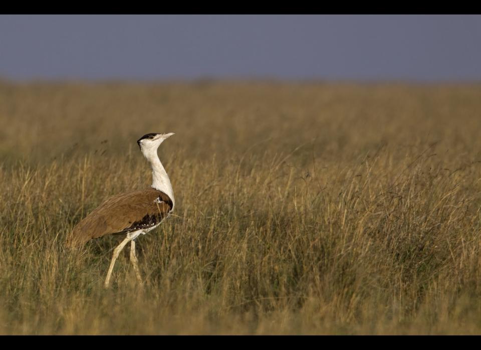 <strong>Scientific Name:</strong> Ardeotis nigriceps    <strong>Common Name: </strong> Great Indian Bustard    <strong>Category:</strong> Bird    <strong>Population: </strong> 50 -249 mature individuals    <strong>Threats To Survival:</strong> Habitat loss and modification due to agricultural development