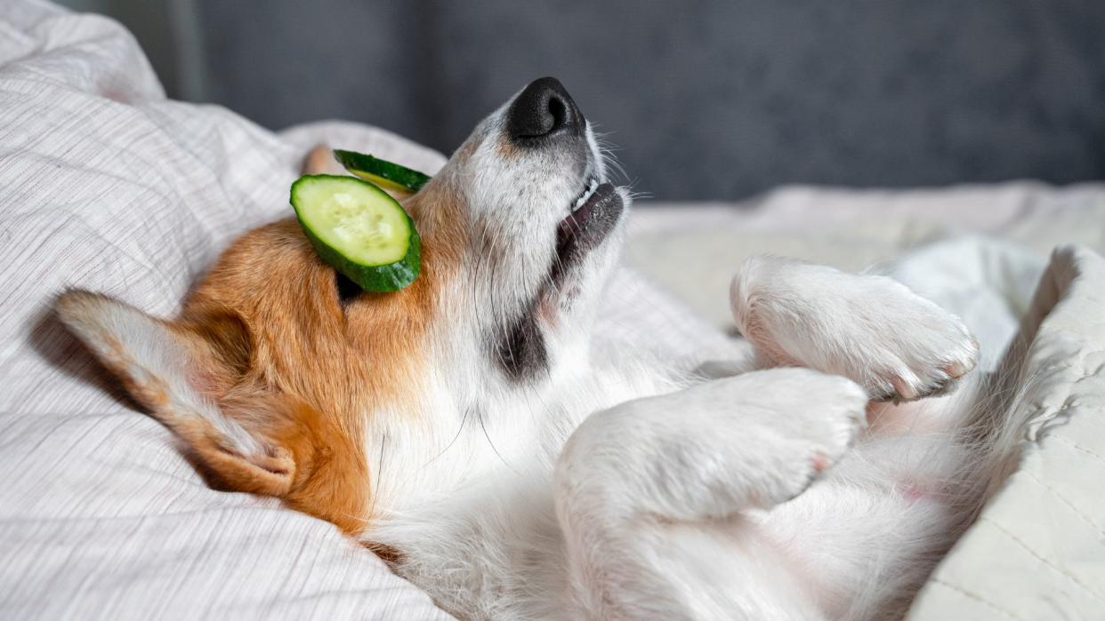  Ways to destress your dog — dog lying in bed with cucumbers over eyes resting . 