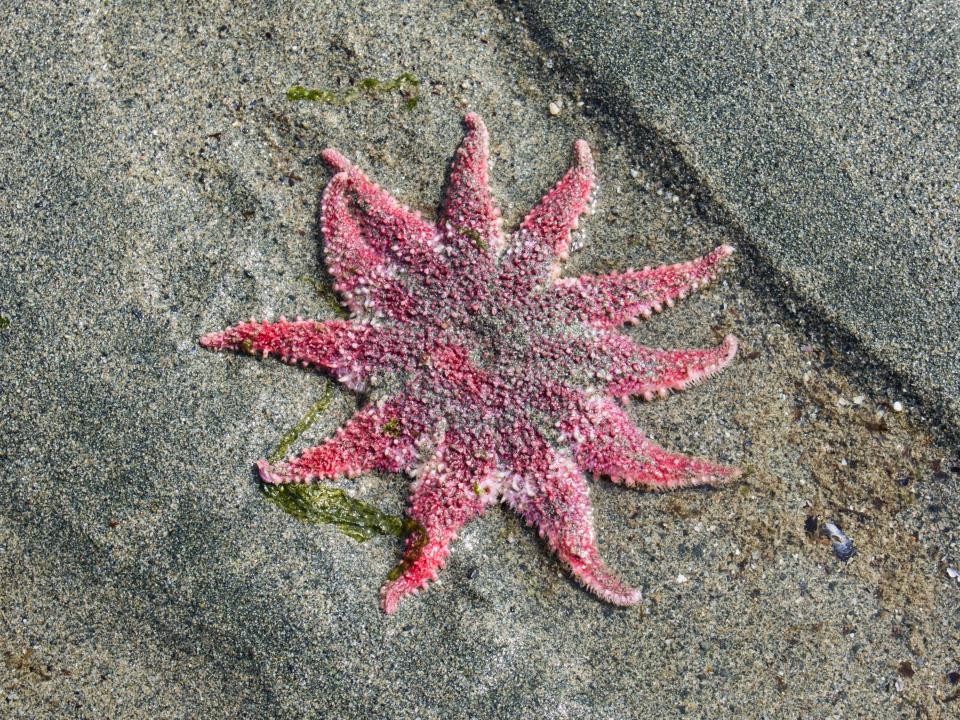 Sunflower sea star starfish on Southeast Alaskan beach at low tide.