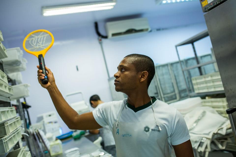 <span class="caption">In 2016, technicians from the Oxitec laboratory located in Campinas, Brazil, released genetically modified mosquitoes <em>Aedes egypti</em> to combat the Zika virus.</span> <span class="attribution"><a class="link " href="https://www.gettyimages.com/detail/news-photo/biologist-works-with-genetically-modified-mosquitoes-on-news-photo/509588568?adppopup=true" rel="nofollow noopener" target="_blank" data-ylk="slk:Victor Moriyama / Getty Images;elm:context_link;itc:0;sec:content-canvas">Victor Moriyama / Getty Images</a></span>