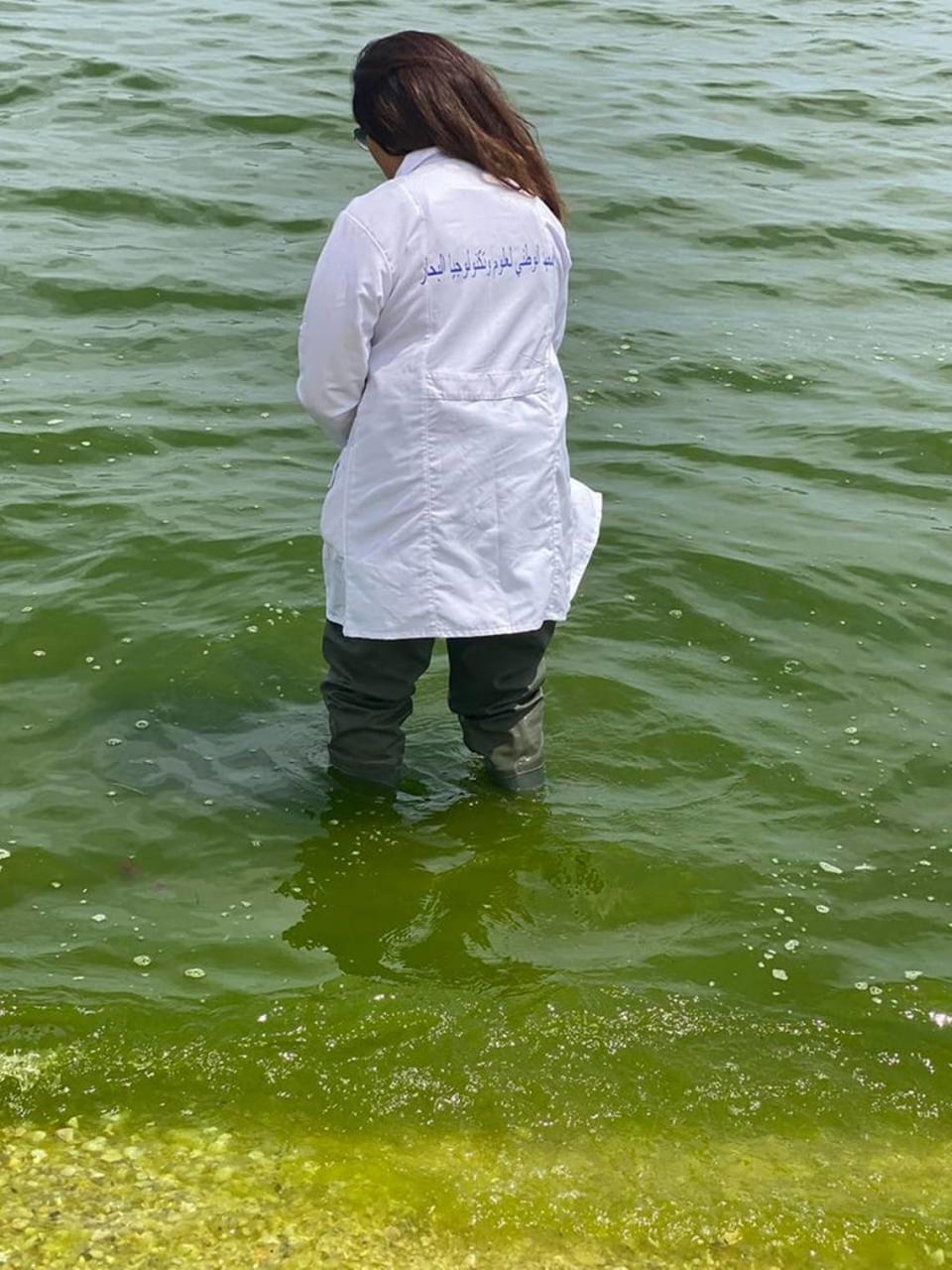 A researcher stands in the green water to take samples.