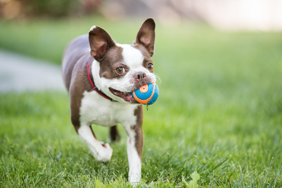 Massachusetts: Boston Terrier