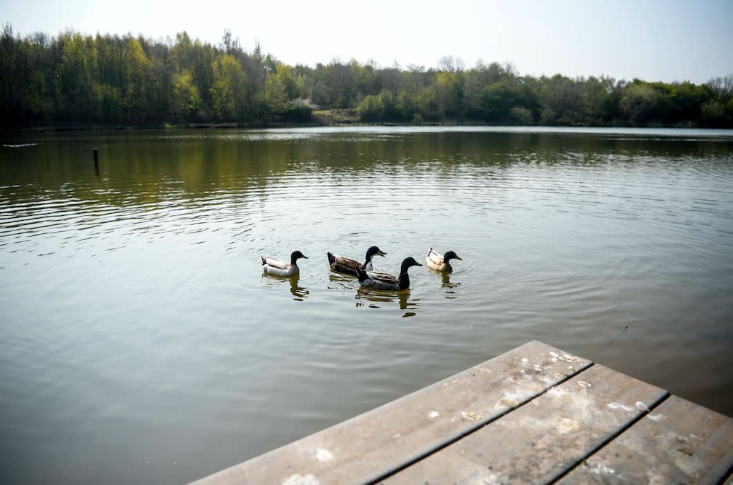 Locals at the Martinwells Lake say they have noticed a reduced number of ducks and fish at the lake (SWNS)