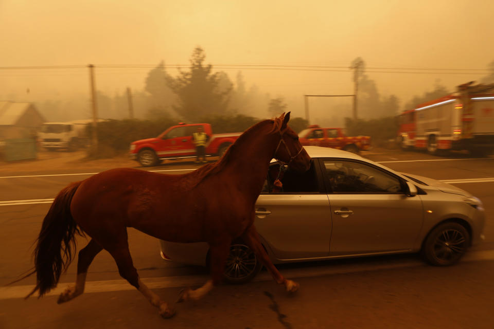 People leave San Ramon in a car taking their horse by the reins after a forest fire devastated&nbsp;the nearby town of&nbsp;Santa Olga, 240&nbsp;kilometers&nbsp;south of Santiago, Chile, on&nbsp;Jan. 26, 2017.