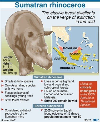 umatran rhinos have suffered a 50 percent drop in population numbers over the past 20 years. There are now believed to be fewer than 200 alive in Southeast Asia