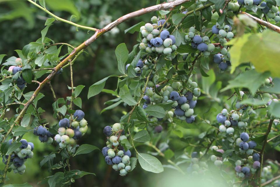 Blueberries are still ripening at a few local farms, but most have already opened their pick-your-own operations.