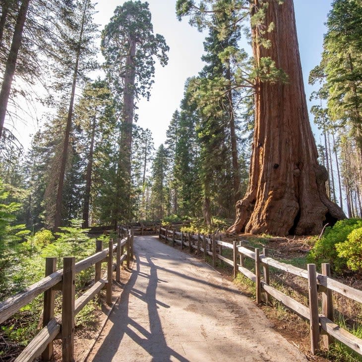 Walk among giant sequoias in Kings Canyon National Park