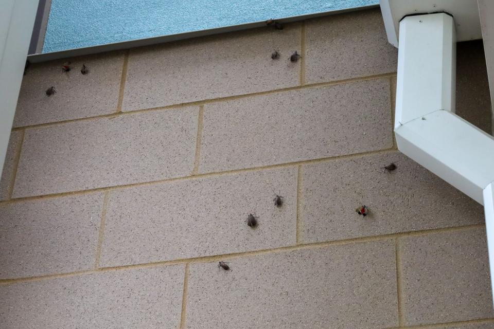 A swarm of spotted lanternflies scaling a building in Monaca, Pennsylvania. The bugs commonly scale trees, but sometimes gather on buildings in communities near wooded areas.