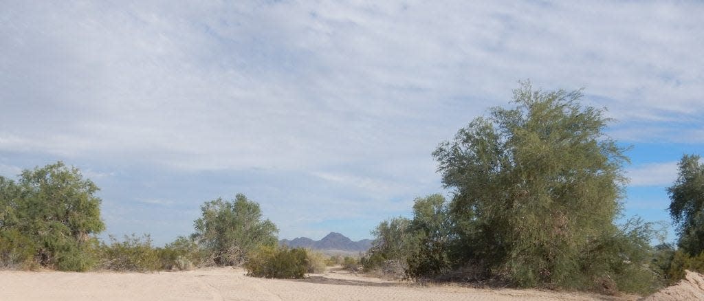 Ironwood trees and other desert woodland habitat on the proposed Oberon solar project site.