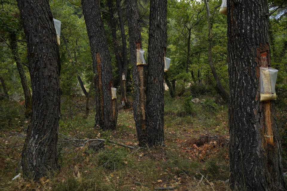 Bags on the pine trees with resin in a forest on the island of Evia, about 185 kilometers (115 miles) north of Athens, Greece, Thursday, Aug. 12, 2021. Residents in the north of the Greek island of Evia have made their living from the dense pine forests surrounding their villages for generations. Tapping the pine trees for their resin has been a key source of income for hundreds of families. But hardly any forests are left after one of Greece’s most destructive single wildfires in decades rampaged across northern Evia for days. (AP Photo/Petros Karadjias)