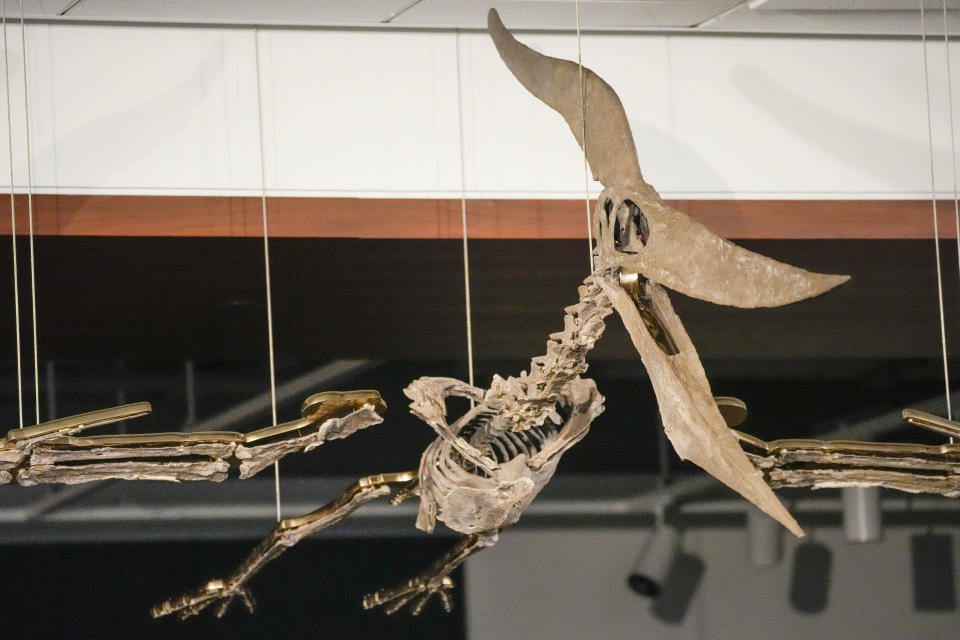 A Pteranodon skeleton is displayed at Sotheby's during a media preview, Monday, July 10, 2023, in New York. The prehistoric predator will headline Sotheby's Live Natural History Auction, Wednesday, July 26th. (AP Photo/Mary Altaffer)