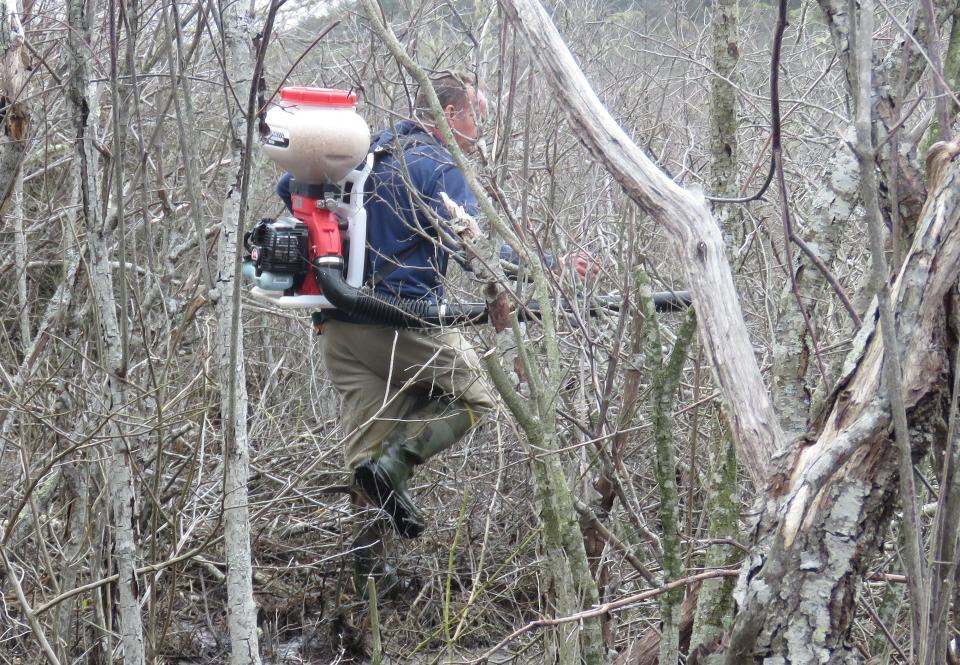 Here's how gnarly it can get for Cape Cod Mosquito Control Project crews in the field. Bart Morris, assistant superintendent of the project, cracks his way into an almost impenetrable thicket off Bound Brook Island and sprays larvicide on May 24.