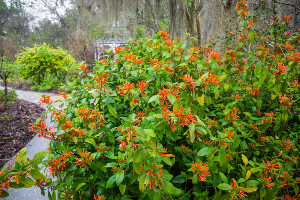 mexican honeysuckle in bloom next to a garden path