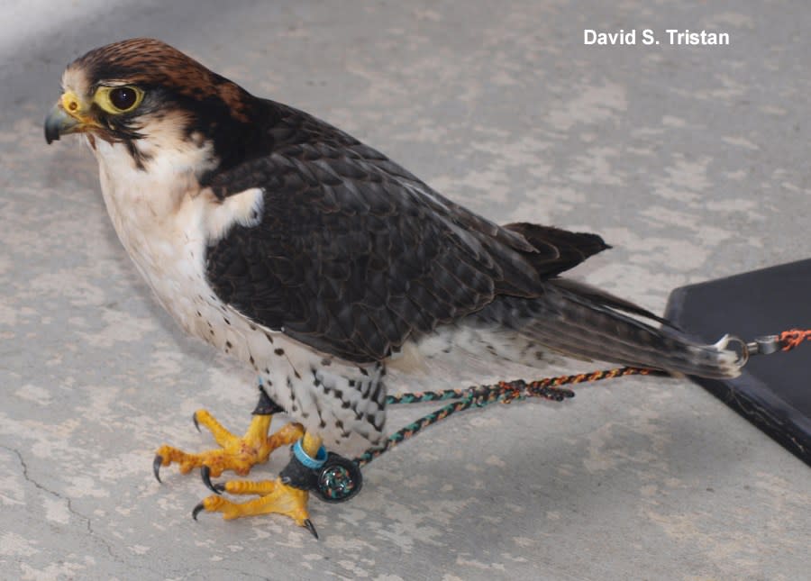 Peregrine Falcon