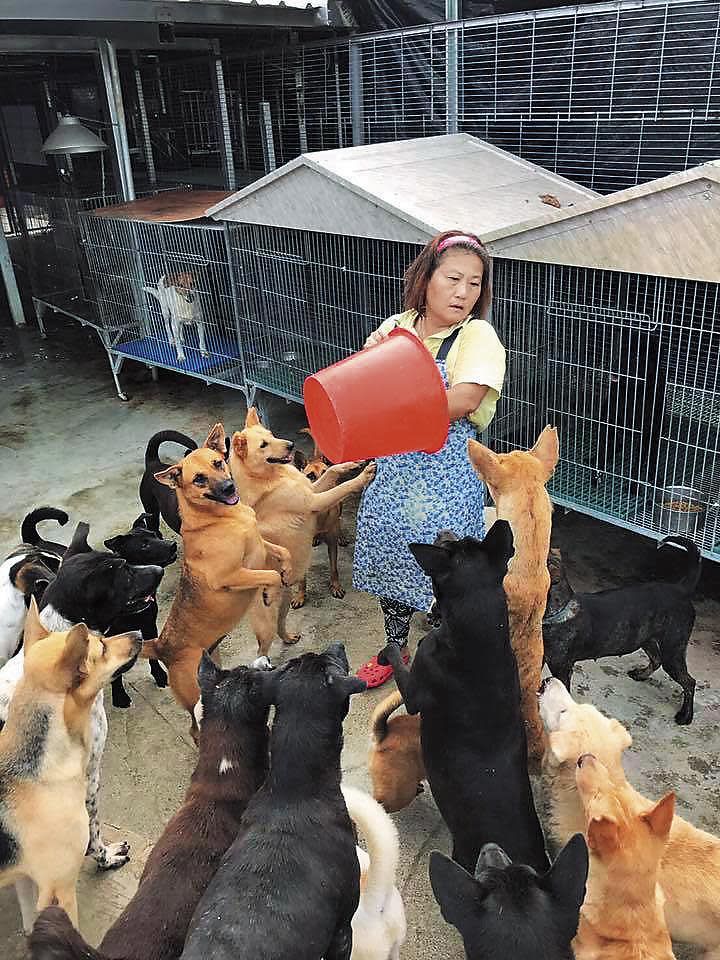 姜媽媽常在臉書PO出照顧流浪狗的照片，粉絲團人數多達6萬人，網路實力不容小覷。（翻攝臉書）