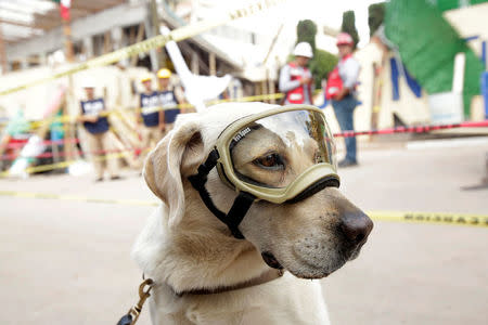 Rescue dog Frida looks on while working after an earthquake in Mexico City, Mexico September 22, 2017. REUTERS/Jose Luis Gonzalez