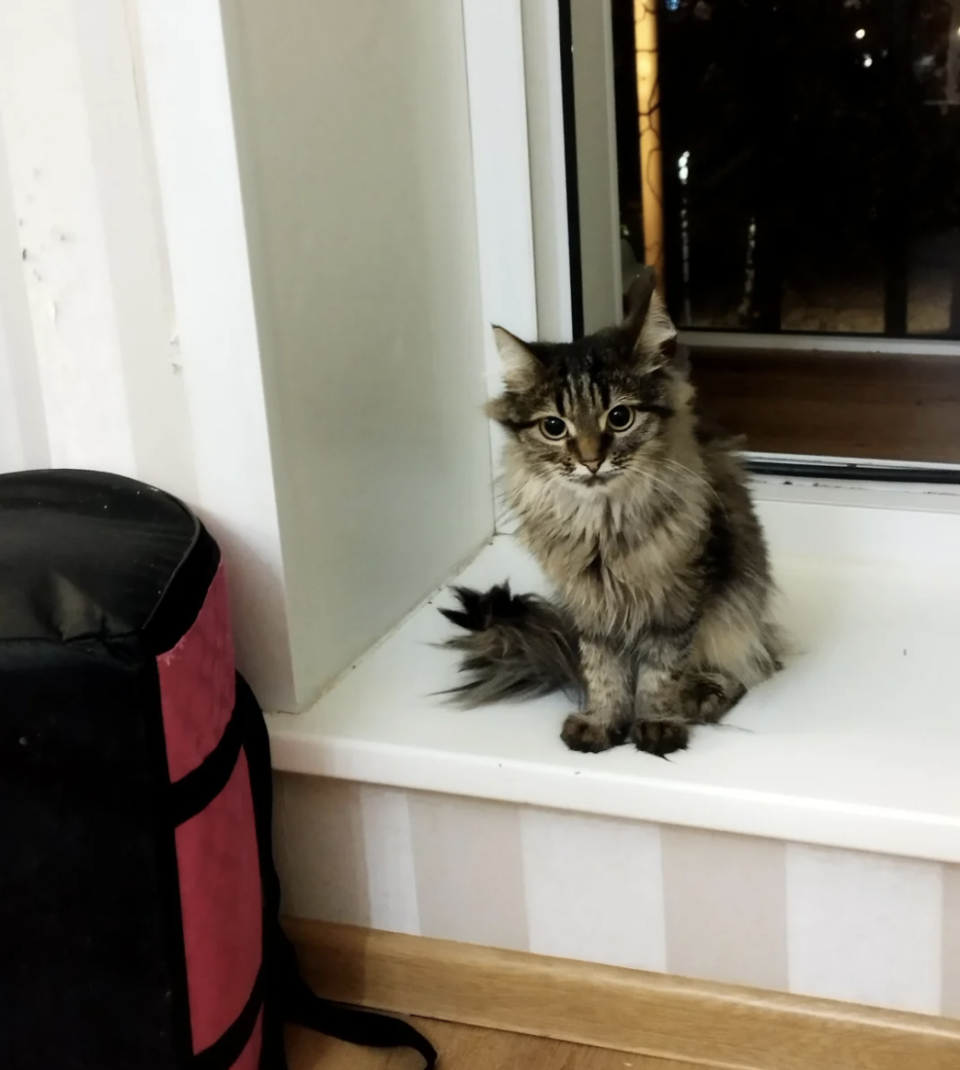 A fluffy cat sitting on a window ledge next to a black and pink object