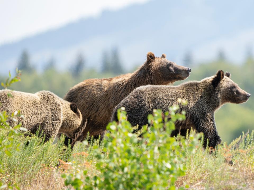 brown bears in jackson hole wyoming